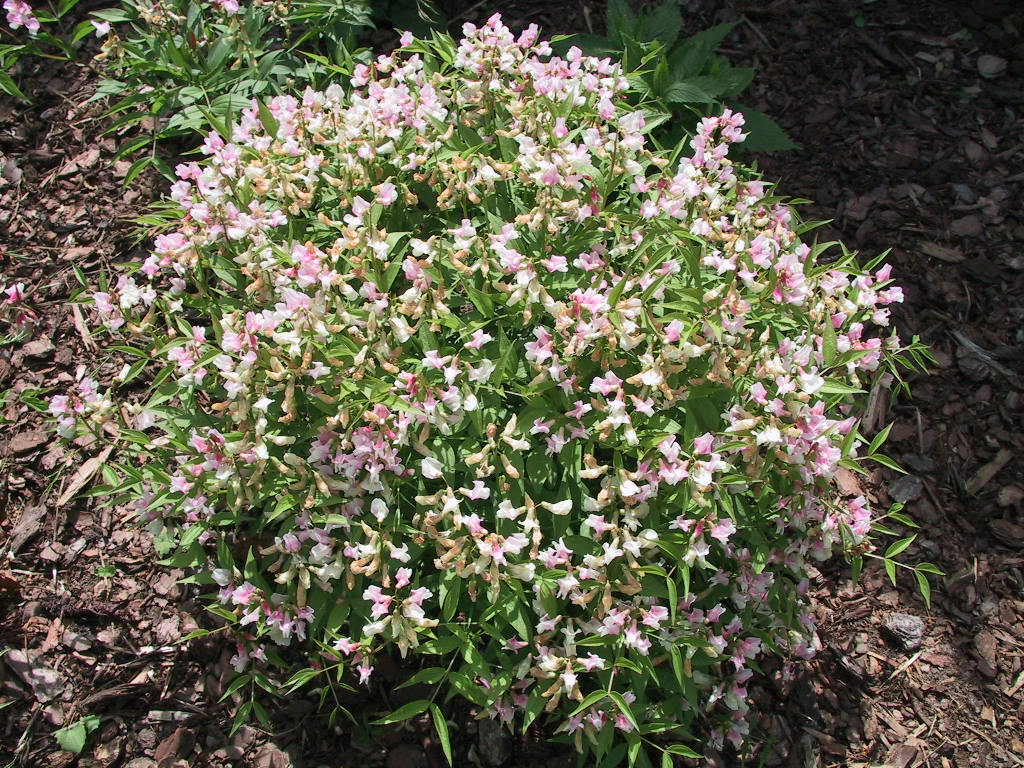 Lathyrus vernus Rosea.jpg